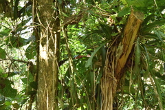 Aechmea cylindrata
