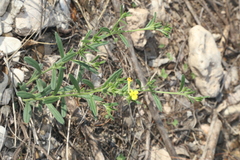 Lithospermum mirabile