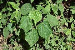 Heliocarpus americanus