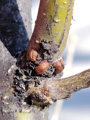 Parthenolecanium corni