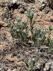 Cryptantha crassisepala