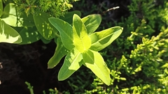 Hypericum foliosum