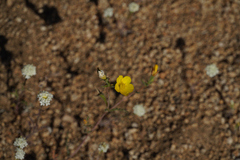 Leptosiphon chrysanthus
