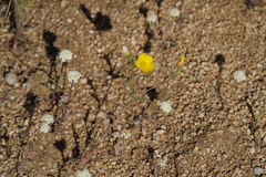 Leptosiphon chrysanthus