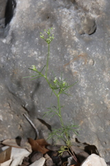 Spermolepis inermis