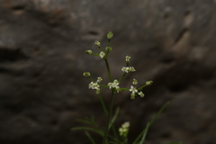 Spermolepis inermis