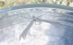 Stangeia