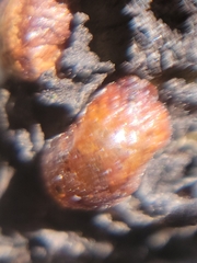 Parthenolecanium corni