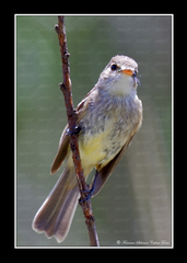 Empidonax albigularis