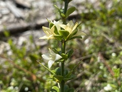 Catesbaea parviflora image