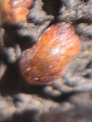 Parthenolecanium corni