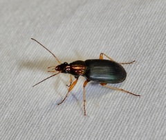 Chlaenius tricolor