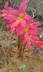 Zephyranthes sylvatica