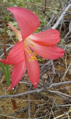 Zephyranthes sylvatica