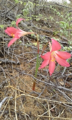 Zephyranthes sylvatica