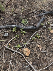 Fremontodendron decumbens