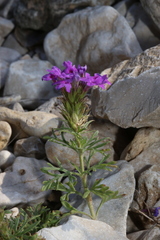 Glandularia tumidula