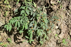Solanum pseudocapsicum