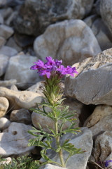 Glandularia tumidula