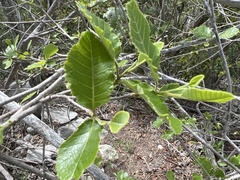 Thouinia striata portoricensis
