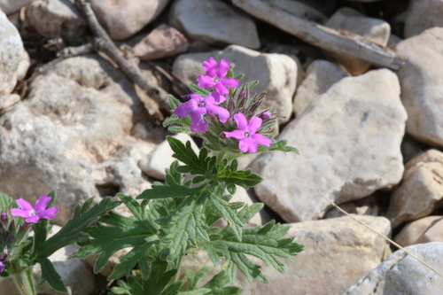 plains mock vervain (Glandularia tumidula)