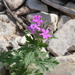 Plains Mock Vervain - Photo (c) Reid Hardin, some rights reserved (CC BY-NC), uploaded by Reid Hardin