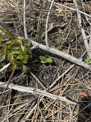 Fremontodendron decumbens