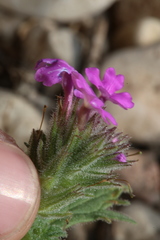 Glandularia tumidula