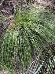 Carex geyeri