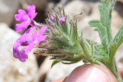 Glandularia tumidula