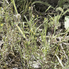 Rigiopappus leptocladus