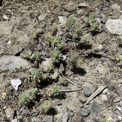 Pogogyne serpylloides