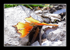 Polygonia haroldii
