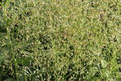 Juncus diffusissimus