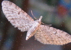 Eupithecia miserulata