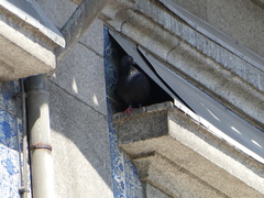 Columba livia domestica
