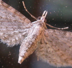 Eupithecia miserulata