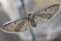 Eupithecia miserulata