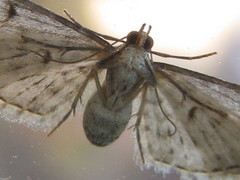 Eupithecia miserulata