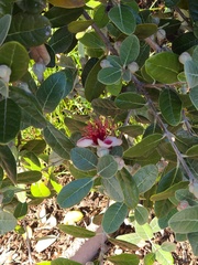 Feijoa