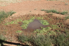 Aponogeton desertorum