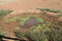 Aponogeton desertorum