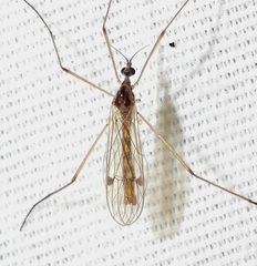 Teucholabis complexa