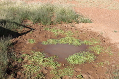 Aponogeton desertorum