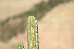 Trichocereus bridgesii