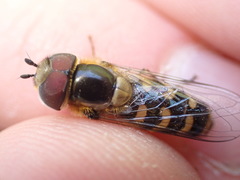 Lapposyrphus lapponicus