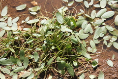 Aponogeton desertorum