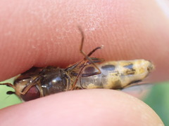 Lapposyrphus lapponicus