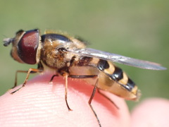 Lapposyrphus lapponicus