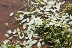 Aponogeton desertorum